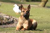 MALINOIS 1096